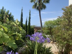 bloeiende agapanthus