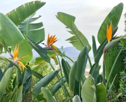 strelitia in de tuin